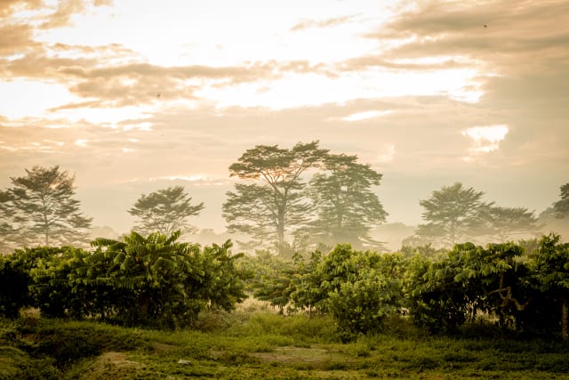 Trees in cocoa plantation in Madagascar