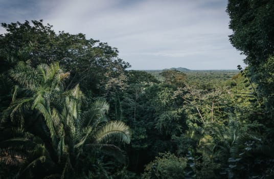 Belize Forest