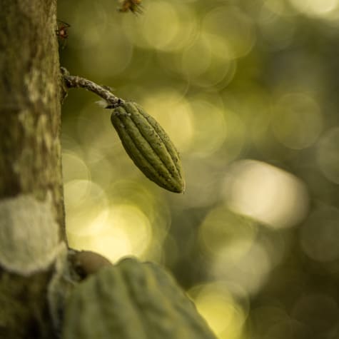 Valrhona's cocoa tree in Madagascar